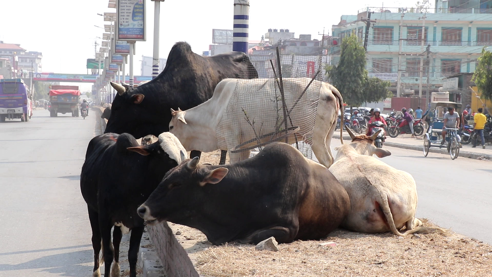 छाडा चौपाया व्यवस्थापन : सधैँको टाउको दुखाइ